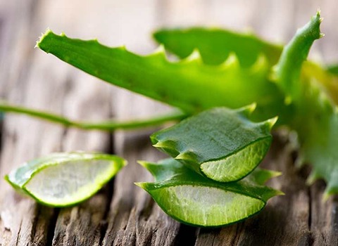 تصویر 1 از برگ آلوئه‌ ورا تازه و ارگانیک با ژل طبیعی و خواص درمانی بالا